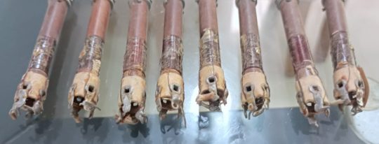 8 PCS Lot of Coils Unknown ?? Used We Ship Worlwide - Image 2